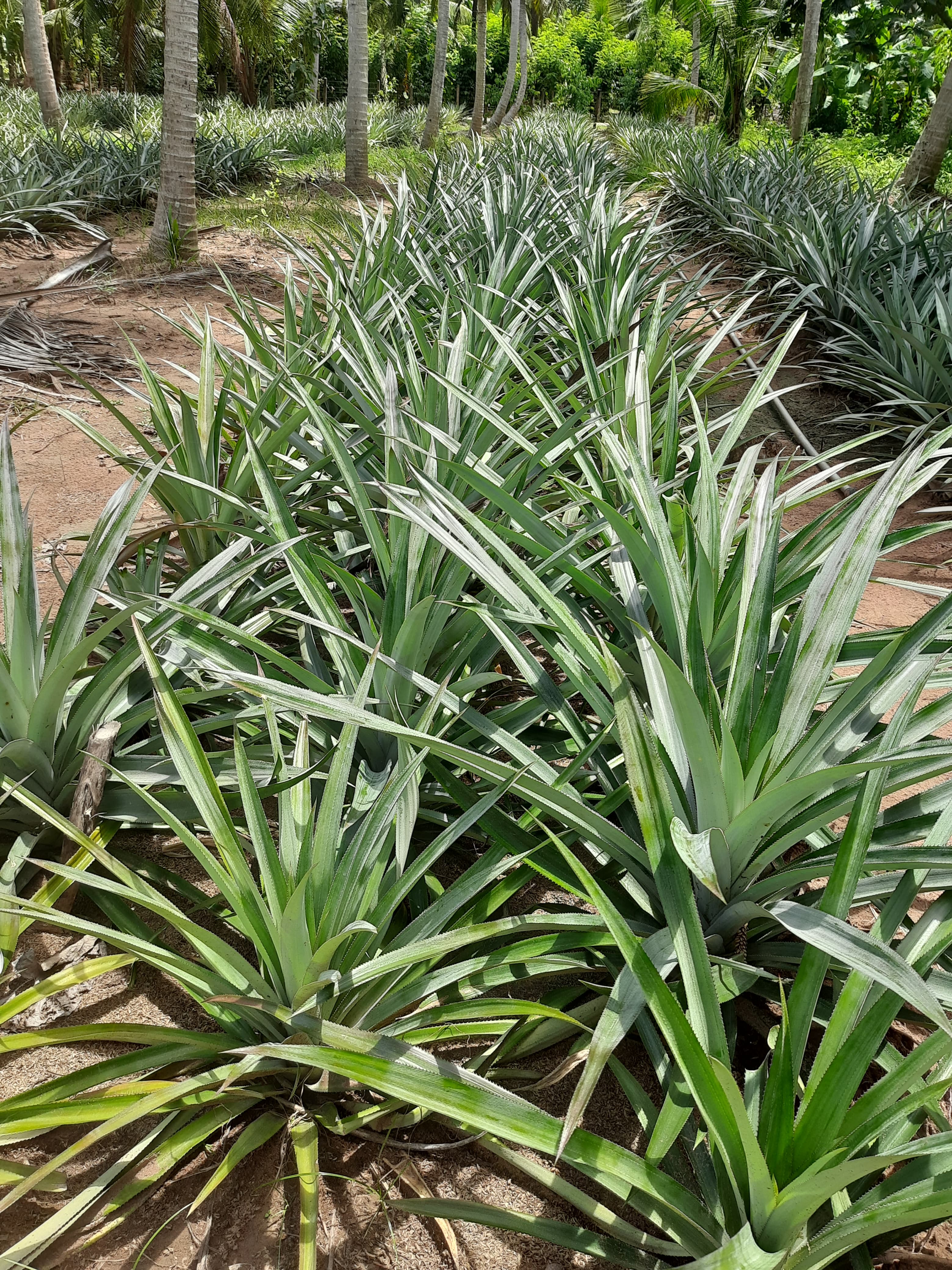 Planting organic pineapple shoots at Solax Pineapple Growers Sri Lanka farm